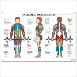 EXERCISE & MUSCLE GUIDE (MALE)