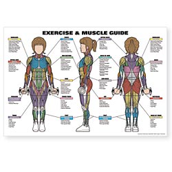 EXERCISE & MUSCLE GUIDE (FEMALE)