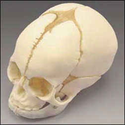 FETAL SKULL