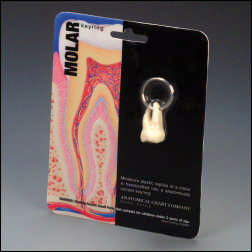 MOLAR KEY RING/ SKIN PACKED