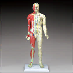 PAINTED 85CM MALE ACCUPUNCTURE MODEL