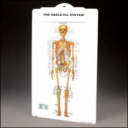 SKELETAL SYSTEM PLASTIC CLIPBOARD