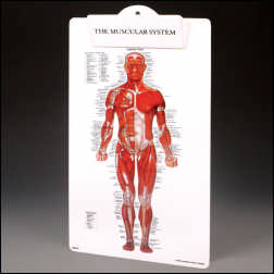 MUSCLE MAN PLASTIC CLIPBOARD