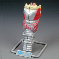 LARYNX MODEL