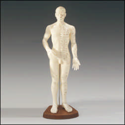 MALE ACUPUNCTURE MODEL