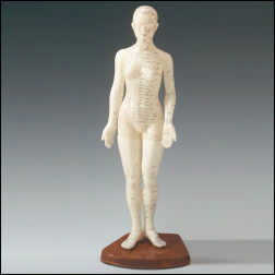 FEMALE ACUPUNCTURE MODEL