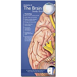 ACC POCKET ANATOMY:ANATOMY OF THE BRAIN 2E