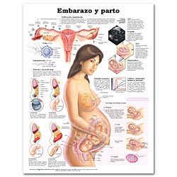 PREGNANCY & BIRTH 20"x26" SPANISH PAPER New 2008 (3/08)"