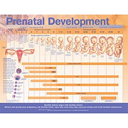 Fetal Development 20"x26" Laminated  New 2008 (4/08)"