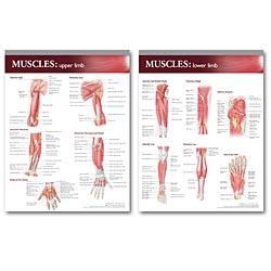 LWW Atlas of Anatomy Musculature Chart Set