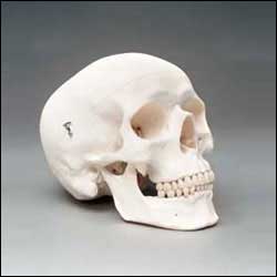 PLASTIC HUMAN SKULL