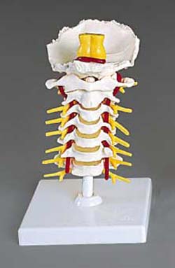 CERVICAL VERTEBRAL COLUMN-FLEXIBLE