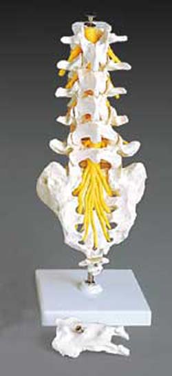 LUMBAR VERTEBRAL COLUMN-FLEXIBLE