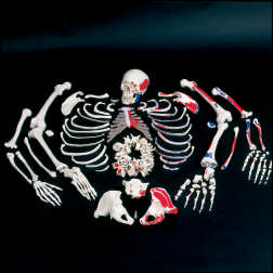 PLASTIC FULL SKELETON DISARTICULATED