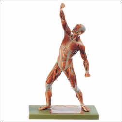 MALE MUSCLE FIGURE