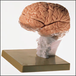 BRAIN DEMONSTRATION MODEL