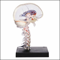 TRANSPARENT BRAIN MODEL