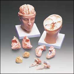 BASE OF HEAD W/BRAIN