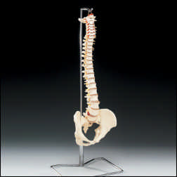 BUDGET VERTEBRAL COLUMN WITH STAND