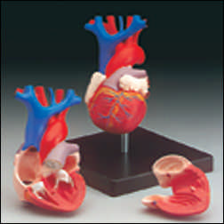 BUDGET LIFE-SIZE HEART MODEL