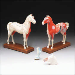 HORSE ACUPUNCTURE MODEL