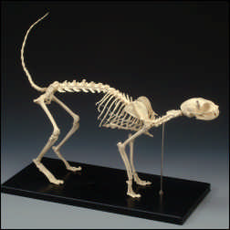 SKELETON OF A CAT