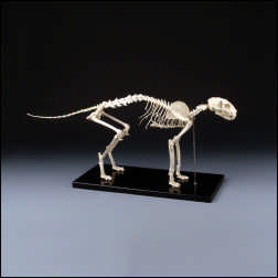 BOSLEY BIG CAT LARGE FELINE SKELETON