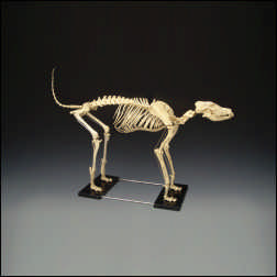 BAXTER BIG DOG LARGE CANINE SKELETON