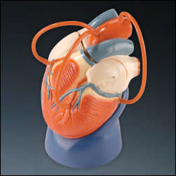 LIFE SIZE HEART W/BYPASS