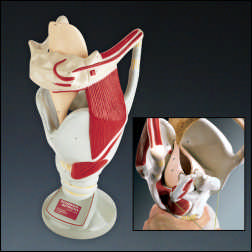 FUNCTIONAL LARYNX TEACHING MODEL