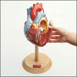 HEART OF AMERICA MODEL