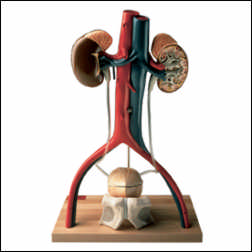 DELUXE MALE URINARY SYSTEM MODEL