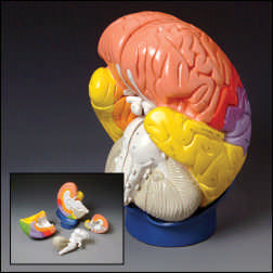 GIANT REGIONAL BRAIN MODEL