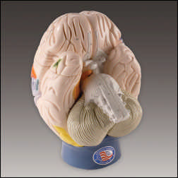 GIANT FUNCTIONAL-CENTER BRAIN MODEL