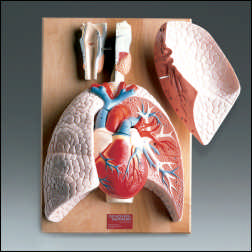 HEART AND RESPIRATORY ORGANS MODEL