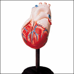 GIANT HANDS-ON HEART