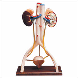 HANDS-ON URINARY SYSTEM