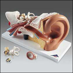 HUMAN EAR