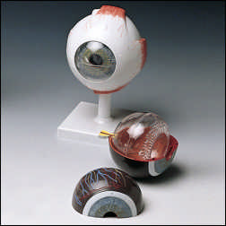 CLASSIC HUMAN EYE MODEL