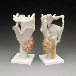 FUNCTIONAL HUMAN LARYNX