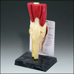 MUSCLE KNEE WITH KEY CARD