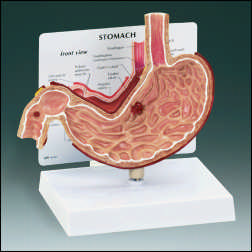 STOMACH MODEL WITH KEY CARD