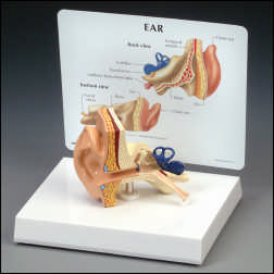 LIFE-SIZE EAR MODEL WITH KEY CARD