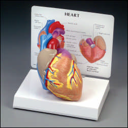 2-PIECE HEART MODEL WITH KEY CARD