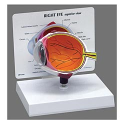 CUTAWAY EYE MODEL WITH KEY CARD