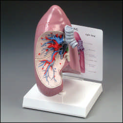 RESPIRATORY SYSTEM