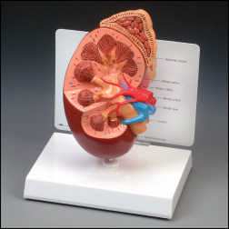 OVERSIZED KIDNEY MODEL WITH KEY CARD