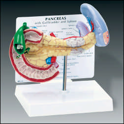 PANCREAS, SPLEEN AND GALLBALDDER W/CARD"