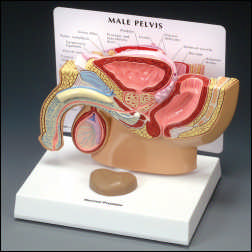 MALE PELVIS WITH KEY CARD