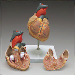 BASIC HEART MODEL